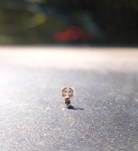 Peacock Fly