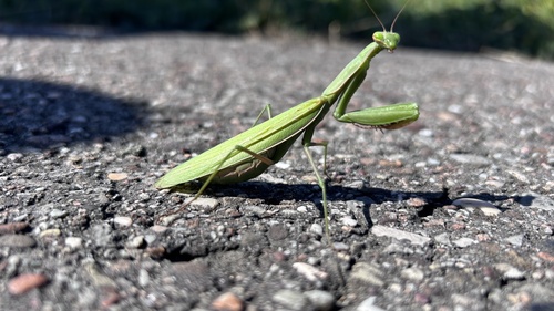 European Mantis