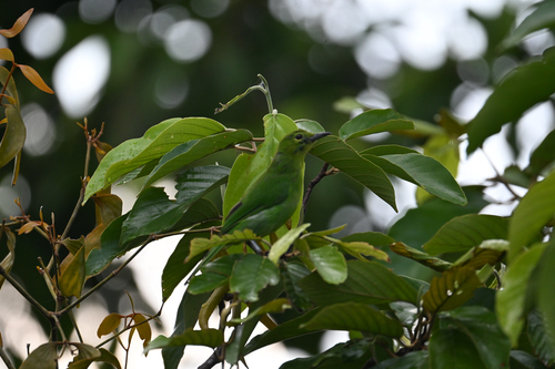 Lesser Green Leafbird