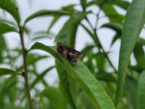 Common Straight Swift