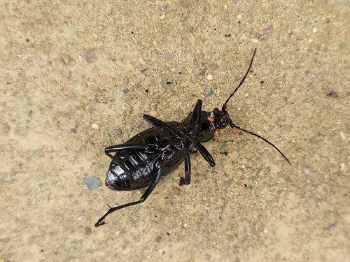 Carabus smaragdinus