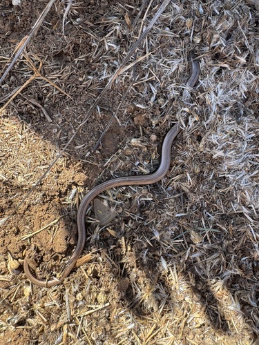 Common Slowworm