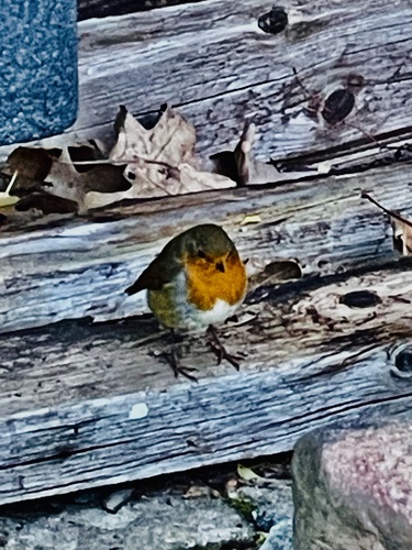 European Robin