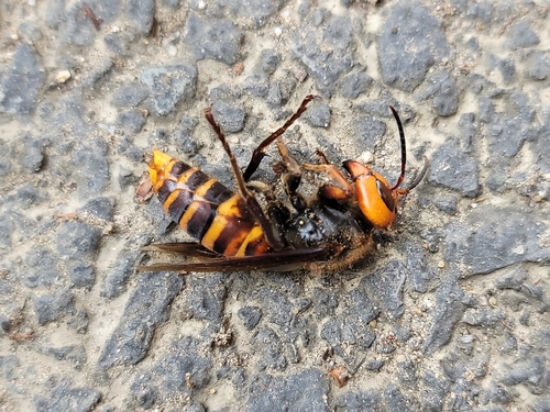 Asian Giant Hornet
