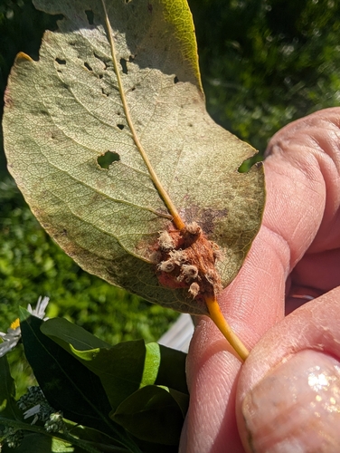 Pear Rust