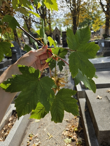 sycamore maple