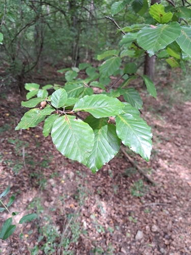 European beech