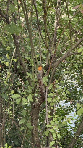 European Robin