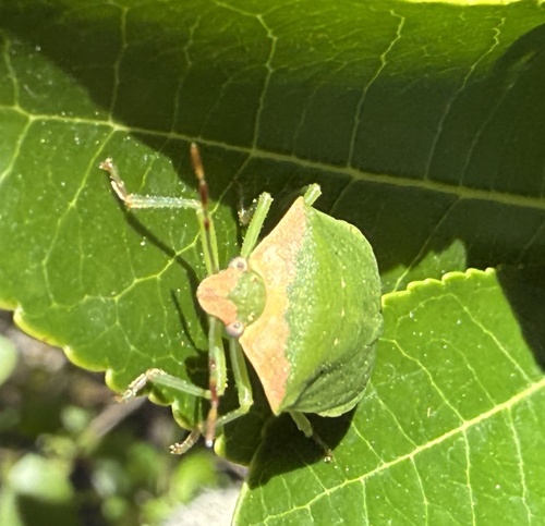 Southern Green Stink Bug