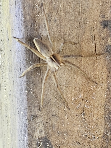European Nursery Web spider