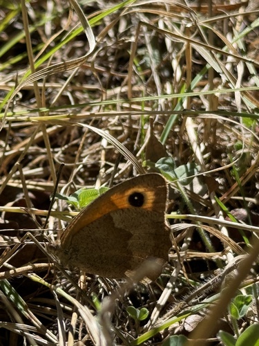 Meadow Brown