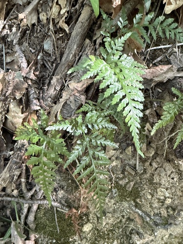 western black spleenwort