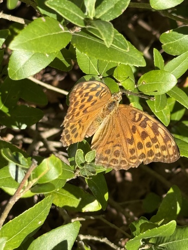 Silver-washed Fritillary