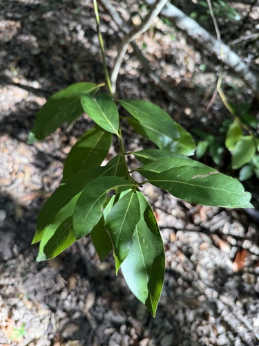 Bay laurel