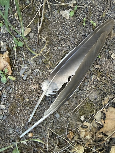 Common Wood-Pigeon