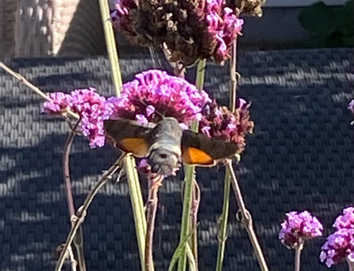 Eurasian Hummingbird Hawkmoth
