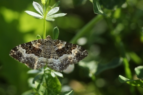 Common Carpet Moth