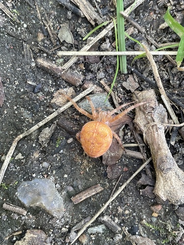 Cross Orbweaver