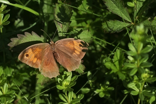 Meadow Brown