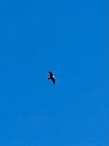 Red Kite