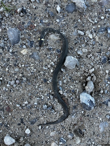 grass snake