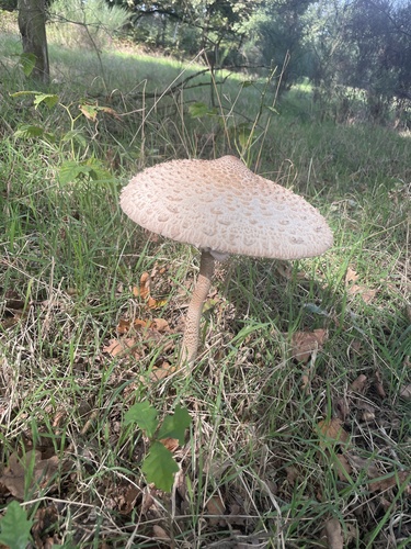 Parasol