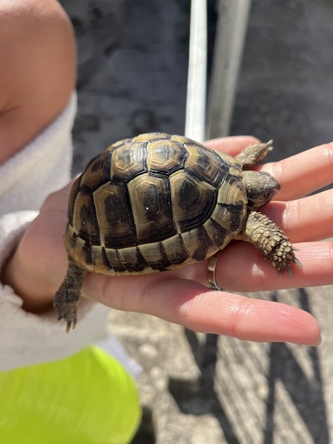 Hermann's Tortoise