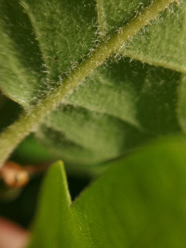 downy oak