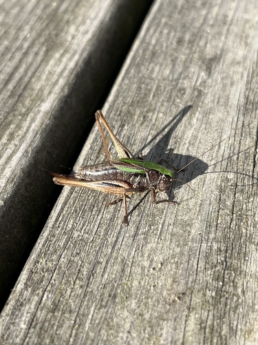 Bog Bush-cricket