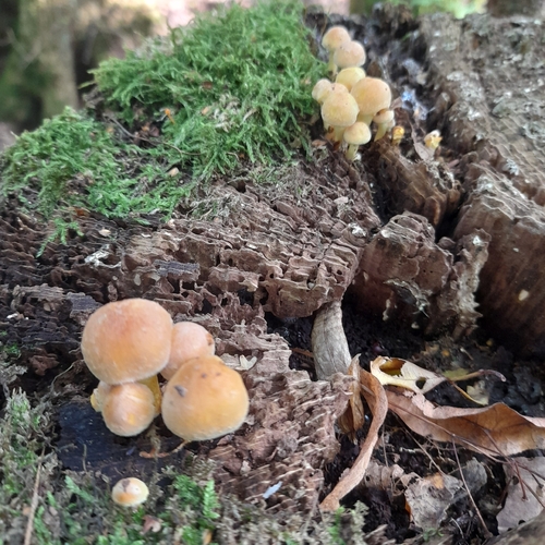 Sulphur Tuft