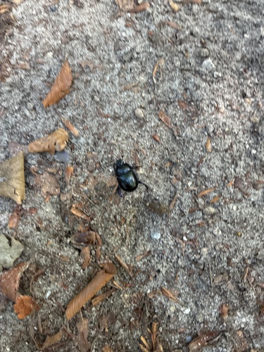 Woodland Dor Beetle