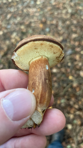 Bay Bolete