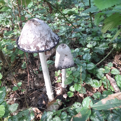 Shaggy Mane
