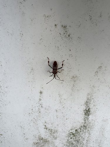 Western Conifer Seed Bug