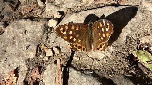 Speckled Wood