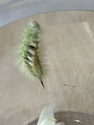 Pale Tussock Moth