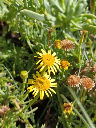 Golden Samphire