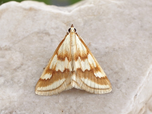 Ephelis cruentalis