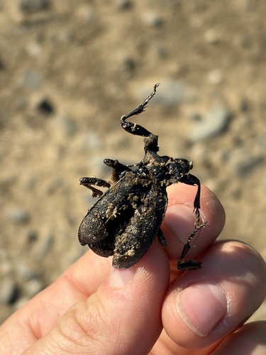 Leather Beetle