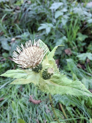 Cabbage Thistle
