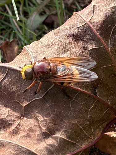 Hornet Mimic Hover Fly