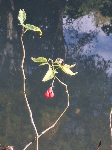 bittersweet nightshade