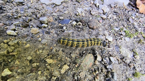 Buff-tip