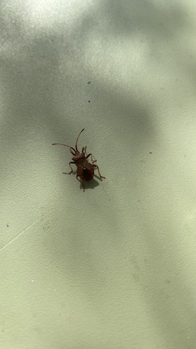 Dock Bug
