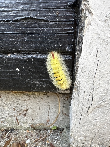 Pale Tussock Moth
