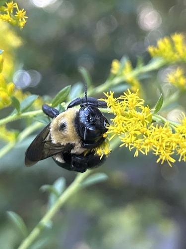 Eastern Carpenter Bee