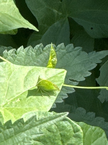 Buffalo Treehopper