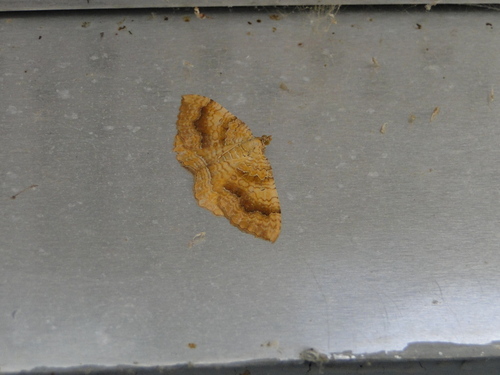 Yellow Shell Moth