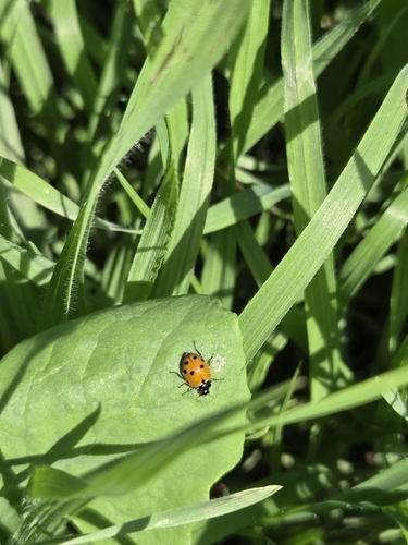 Variegated Lady Beetle