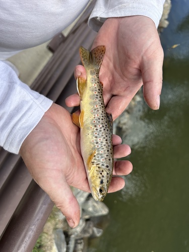 Brown Trout